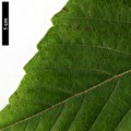 SpeciesSub: subsp. sterculiaceum